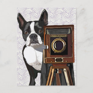 Boston Terrier Photographer 2 Vykort