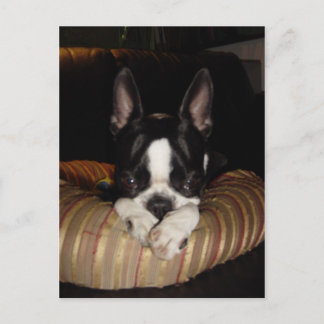 Boston Terrier-poppkort Vykort