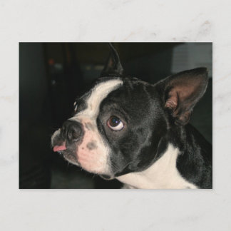 Boston Terrier Post Card Phhhtt! Vykort