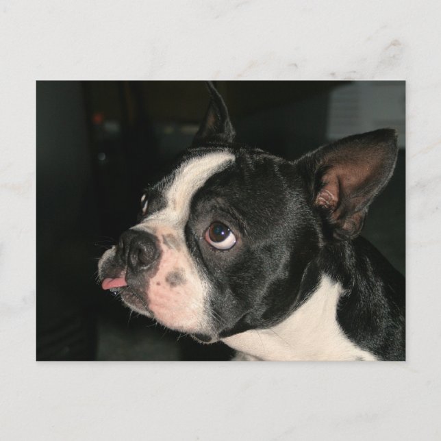 Boston Terrier Post Card Phhhtt! Vykort (Framsida)