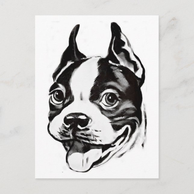 Boston Terrier Postcard Vykort (Framsida)