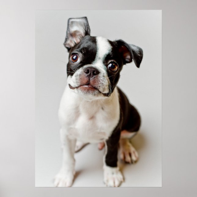 Boston Terrier Poster (Framsidan)