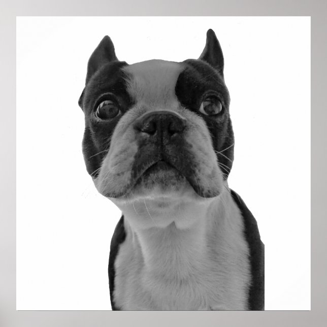 Boston Terrier poster (Framsidan)