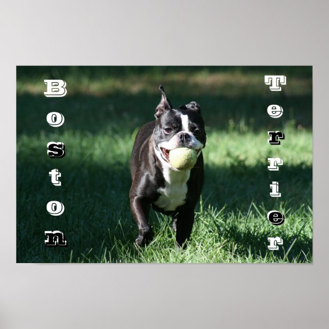 Boston Terrier Poster (Framsidan)
