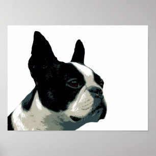 Boston Terrier Poster