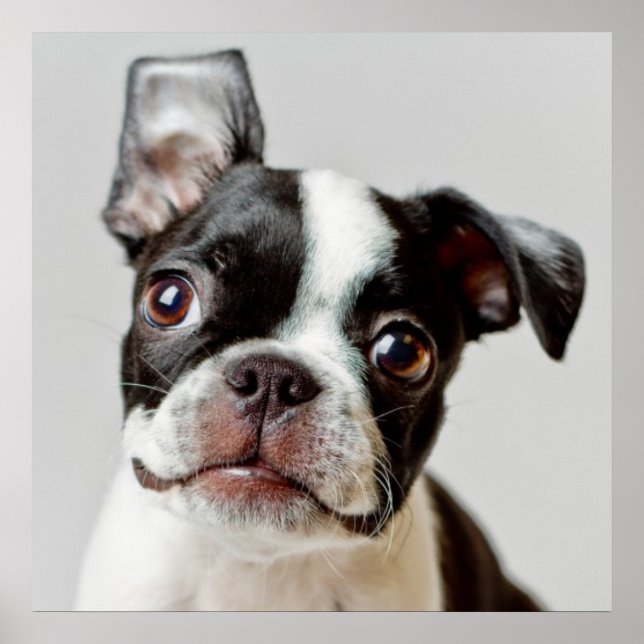Boston Terrier Poster (Framsidan)