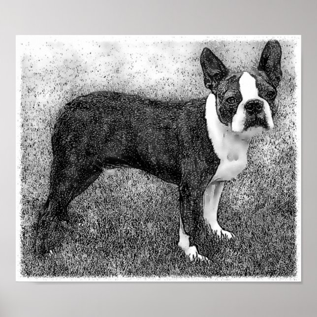 Boston Terrier Poster Skriv ut (Framsidan)