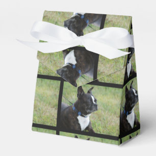 Boston Terrier Presentaskar