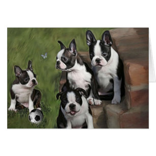 Boston Terrier Puppies Hälsningskort
