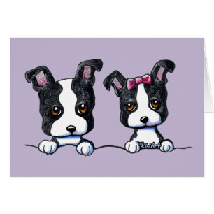 Boston Terrier Puppies OBS Kort