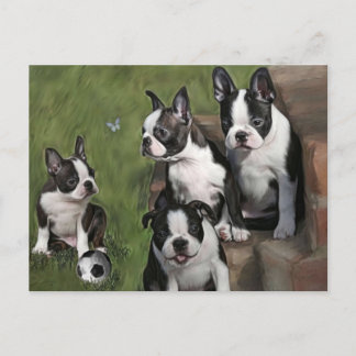 Boston Terrier Puppies Vykort