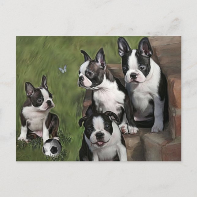Boston Terrier Puppies Vykort (Framsida)