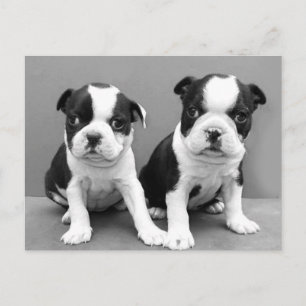 Boston Terrier Puppies-vykort Vykort