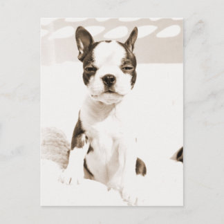 Boston Terrier Puppy 2 Vykort