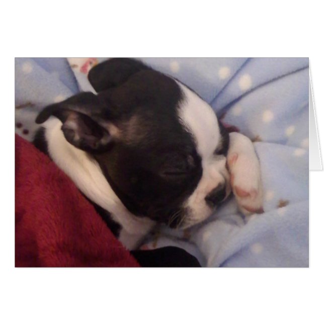 Boston Terrier puppy BLANK Hälsningskort (Framsidan Horizontal)
