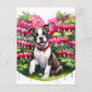 Boston Terrier Puppy Bleeding Heart Flowers Vykort