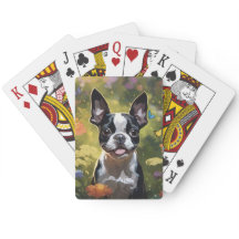 Boston Terrier Puppy