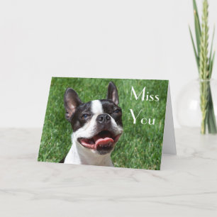 Boston Terrier Puppy Hund missar ditt hälsningskor Kort