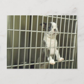 Boston Terrier Puppy i skyddsförråd Vykort
