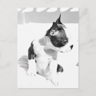 Boston Terrier Puppy Vykort