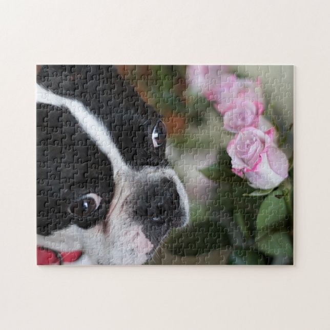 Boston terrier pussel (Horisontell)