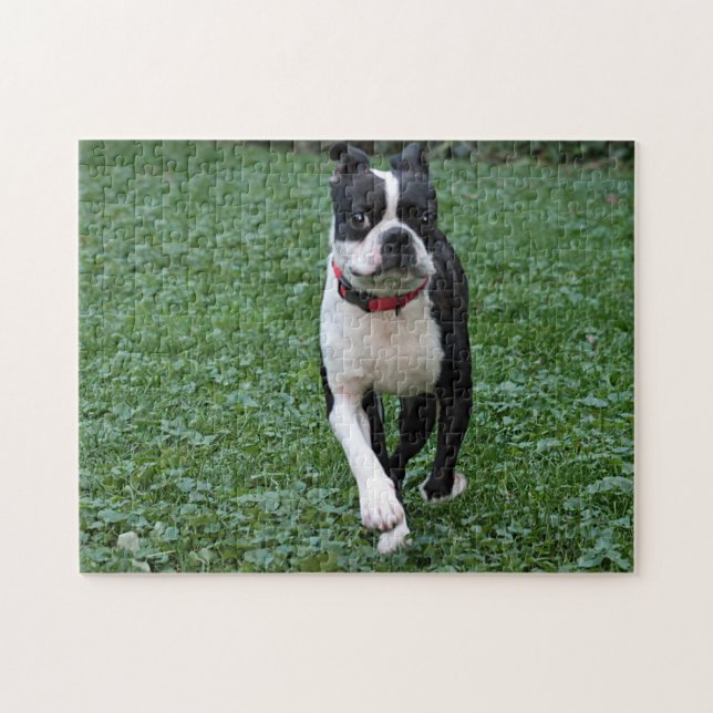 Boston terrier pussel (Horisontell)