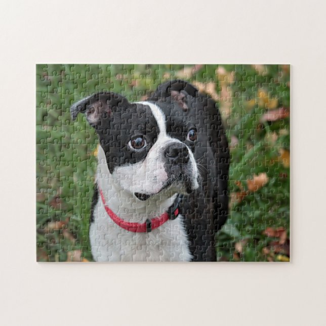 Boston terrier pussel (Horisontell)