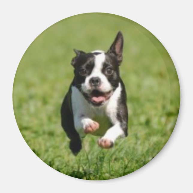 Boston Terrier Running Magnet (Framsidan)