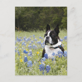 Boston Terrier sitta i fält i Blue Bonnets Vykort