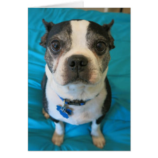 Boston Terrier sitta på sängen OBS Kort