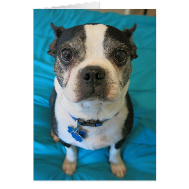 Boston Terrier sitta på sängen OBS Kort (Framsidan)