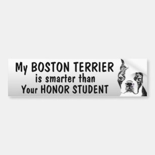 Boston Terrier - som är mer smart än student - s Bildekal