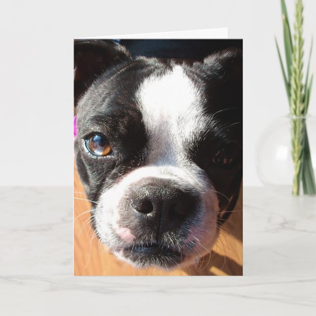 Boston Terrier som ÄR TÄNKANDE AV DIG hälsningkort Kort (Framsida)