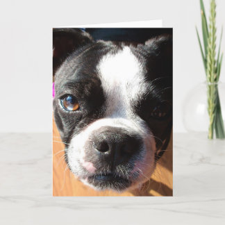 Boston Terrier som ÄR TÄNKANDE AV DIG hälsningkort Kort