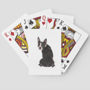 Boston Terrier som tittar dig som leker kort Spel Kort