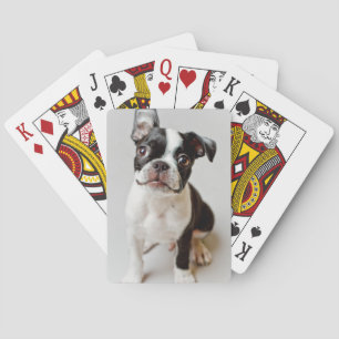 Boston Terrier Spel Kort