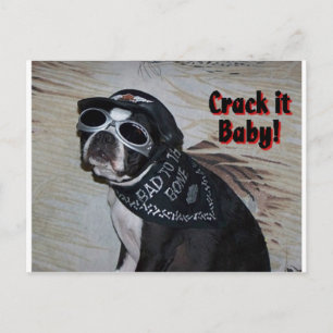 Boston Terrier, spränga det, Baby! Vykort