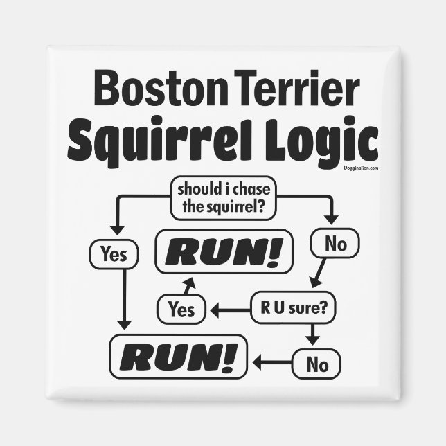 Boston Terrier Squirrel Logic Magnet (Framsidan)