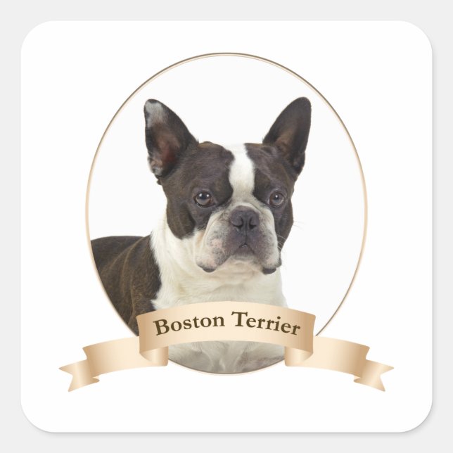 Boston Terrier Stickers Fyrkantigt Klistermärke (Framsida)