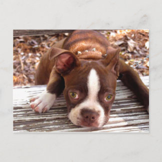 Boston Terrier Sympati Kort