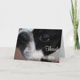 Boston terrier tack kort