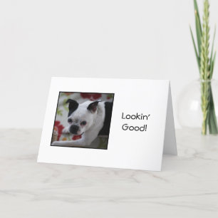 Boston Terrier tittar bra födelsedagkort Kort