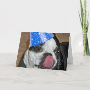 Boston Terrier Tunga Grattis på födelsedagen-kort Kort