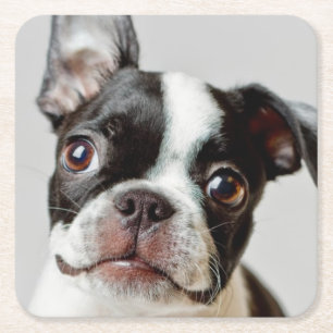 Boston Terrier Underlägg Papper Kvadrat