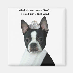 Boston Terrier: Vad betyder du "inte"? Magnet