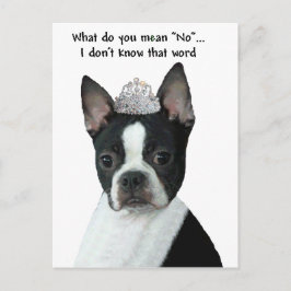 Boston Terrier: Vad Elak du "Nej"? Vykort