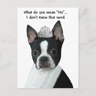 Boston Terrier: Vad Elak du "Nej"? Vykort