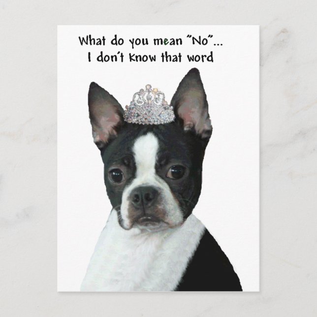 Boston Terrier: Vad Elak du "Nej"? Vykort (Framsida)