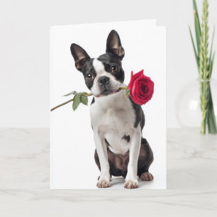 Boston Terrier Valentin – Stilig kärlek Kort