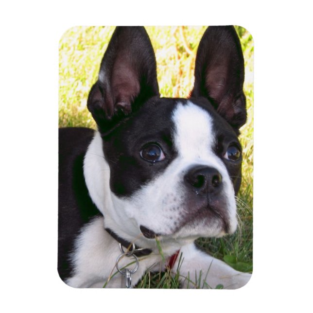 Boston Terrier Valp Flexible Magnet (Vertikal)